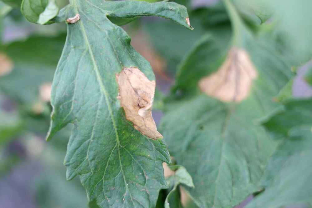 トマトに発生した疫病