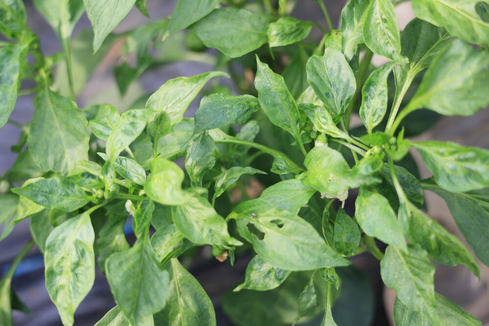 ピーマンに発生したモザイク病