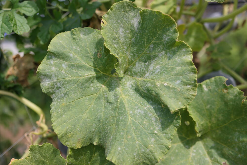 カボチャに発生したうどんこ病