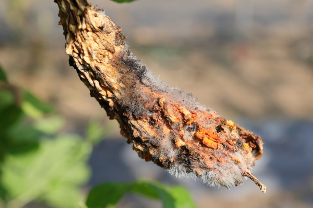 ゴーヤーに発生した灰色かび病