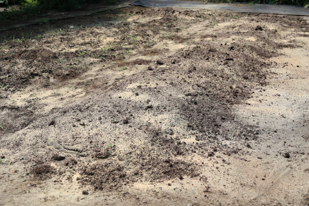 いつもの元肥に加えて「カルスNC-R+米ぬか」を撒いた畑