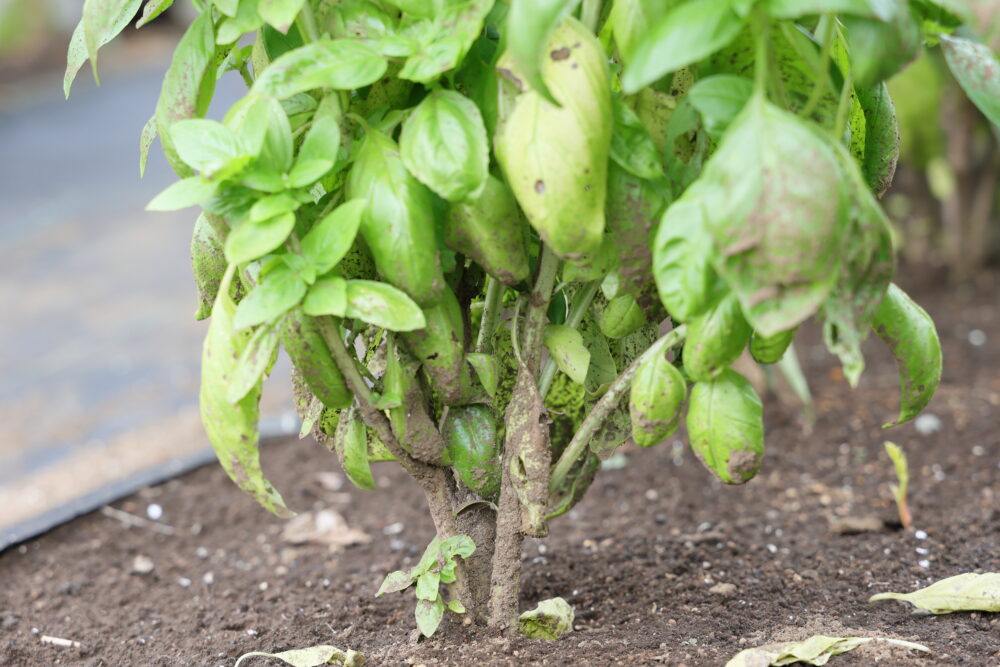 マルチを張っておらず泥はねが付いたバジル