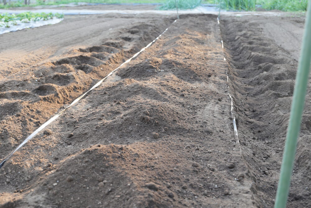 土を盛り上げた直後の畝