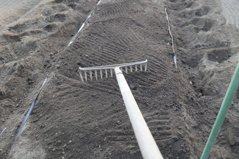 レーキで表面を均した畝