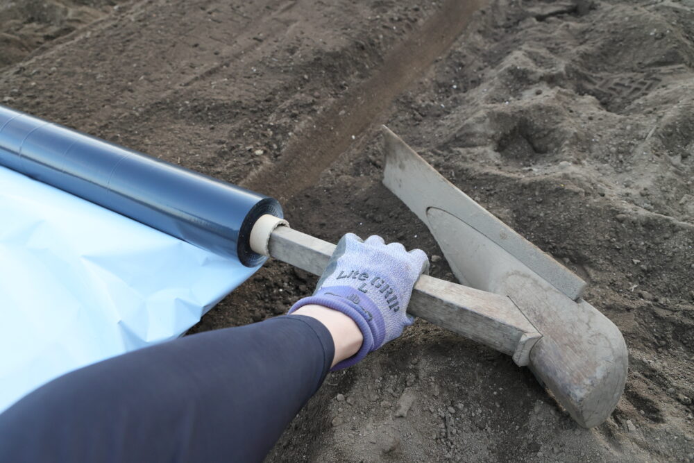 マルチを真っすぐ広げる様子