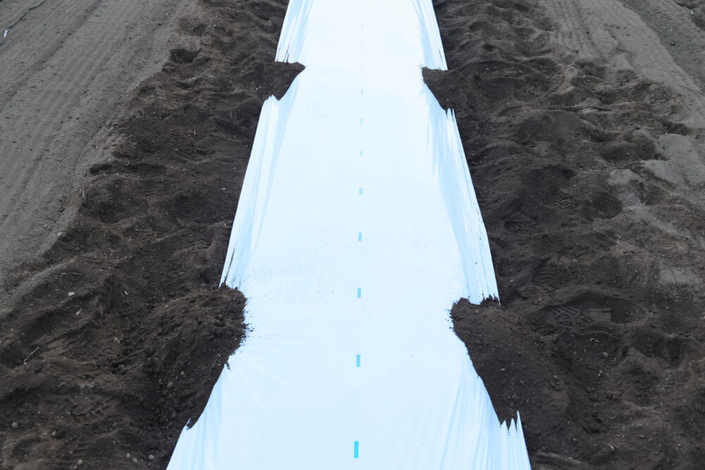 一定間隔で土を被せる仮止めをしておくと、一人でも綺麗にマルチを張れる