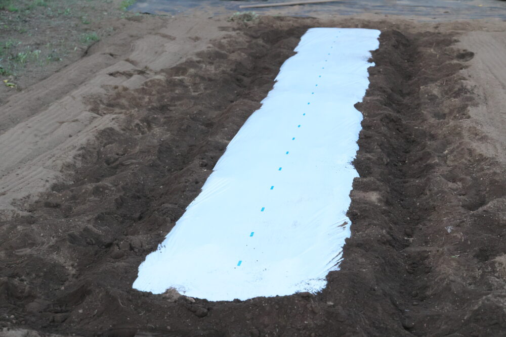 マルチ張りが完了した様子