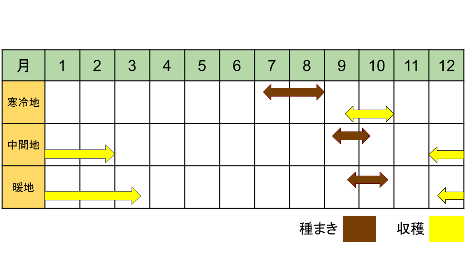 紅菜苔の栽培カレンダー