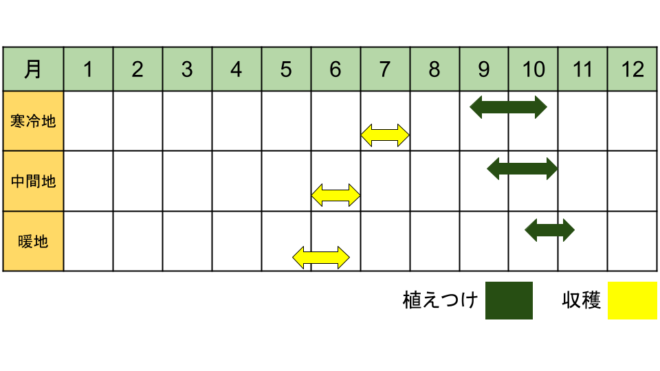 ニンニクの栽培カレンダー
