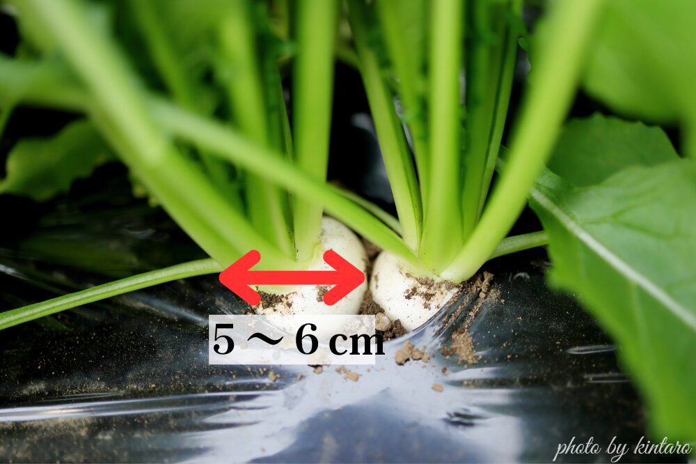 直径５～６cmで収穫適期の白馬