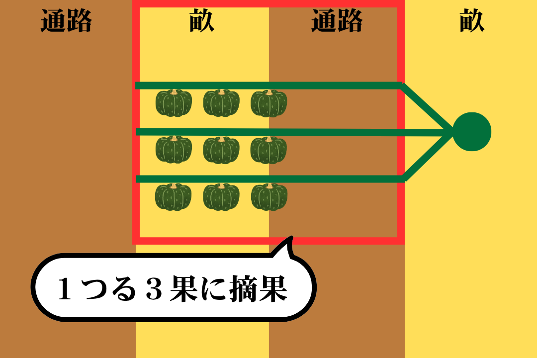 形が良い実を1つる3果に摘果する