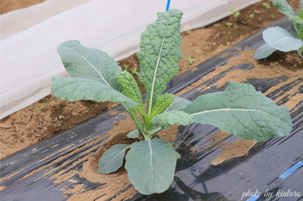 植え付けから約20日後のカーボロネロ