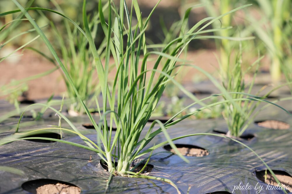 植え付けから約２か月後のニラ