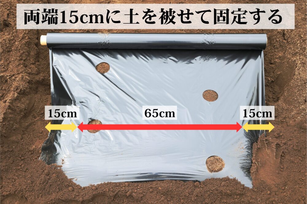 マルチは両端15cmずつを土に埋める