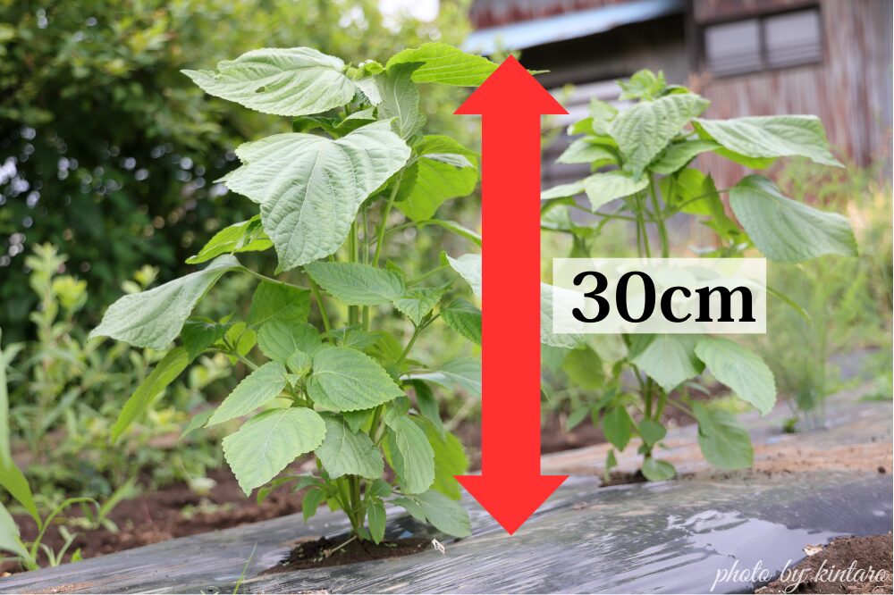 高さ30cmで摘芯目安のエゴマ