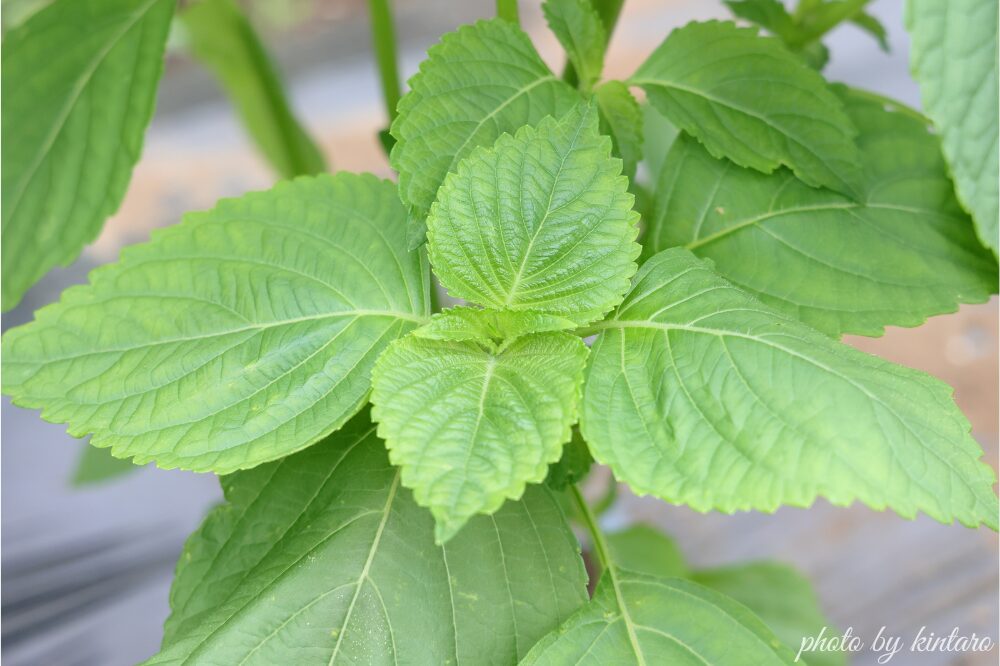 植え付けから約１か月ほどのエゴマ