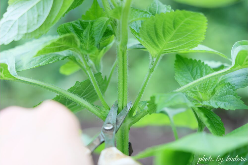 わき芽のすぐ上で摘芯する