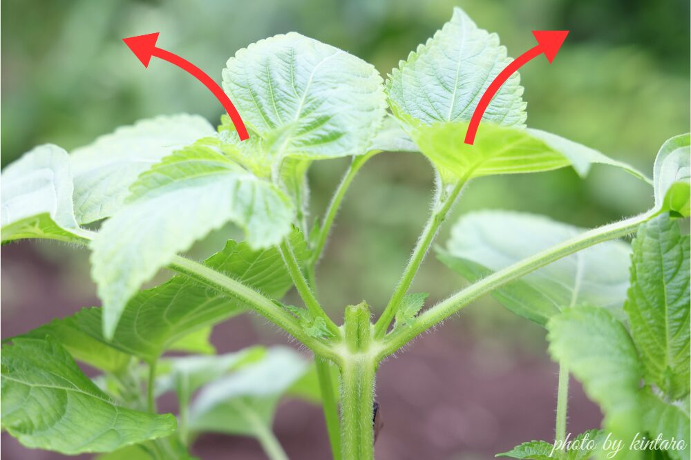 摘芯するとわき芽が勢いよく伸びる