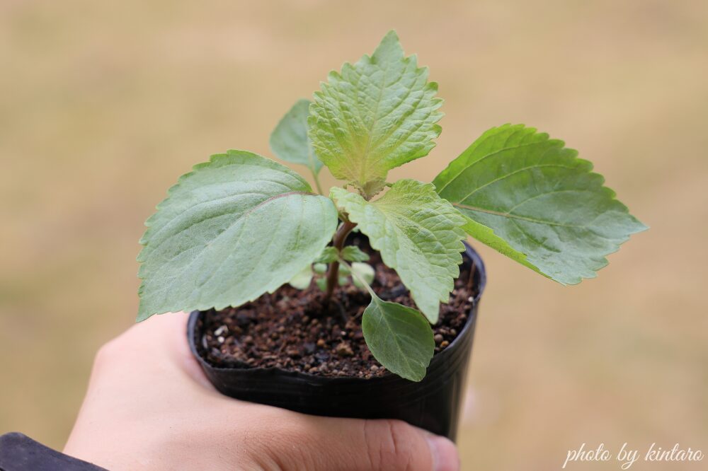 植え付け適期のシソ苗