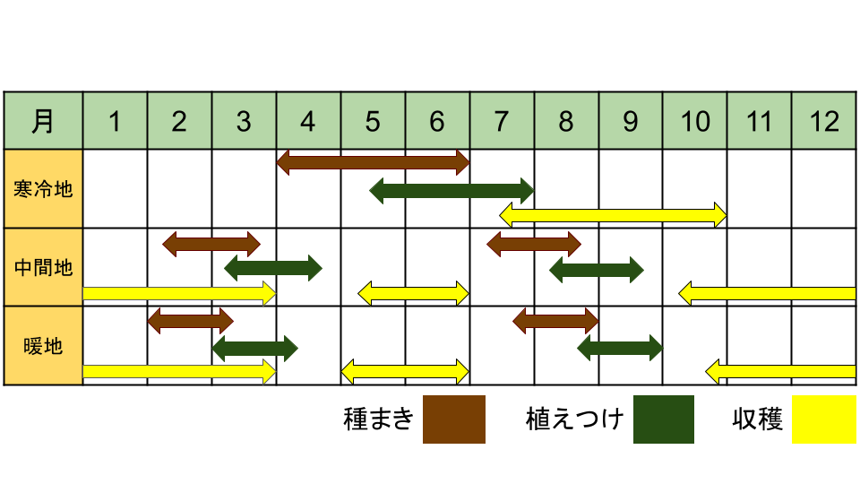 ケールの栽培カレンダー