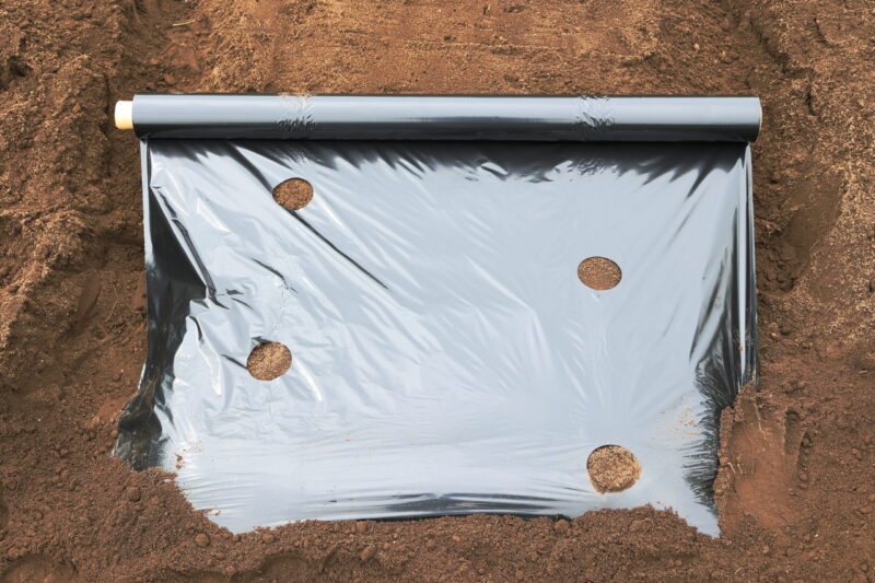 ２列・30cm間隔の穴あき黒マルチ