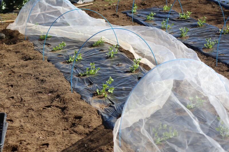 強風でめくれたマルチ