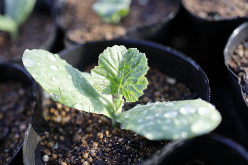 １本立ちにしたカボチャ苗