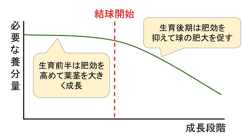 キャベツの生育ステージ