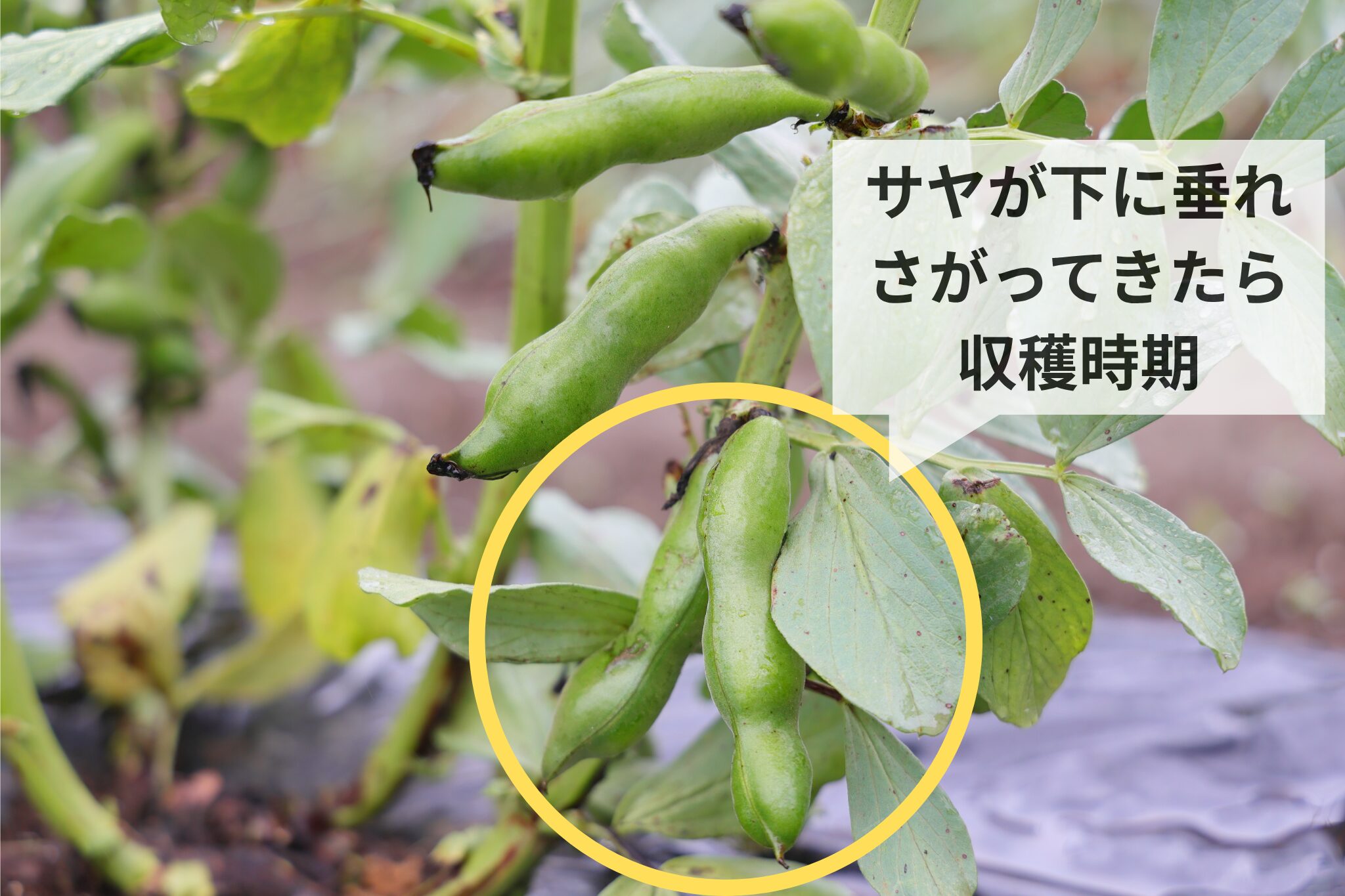 そら豆の収穫時期