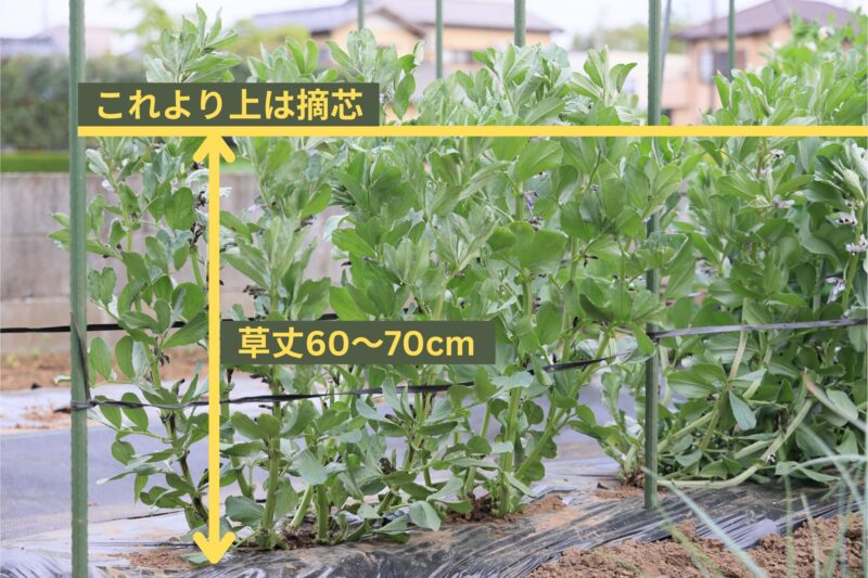 そら豆の摘芯