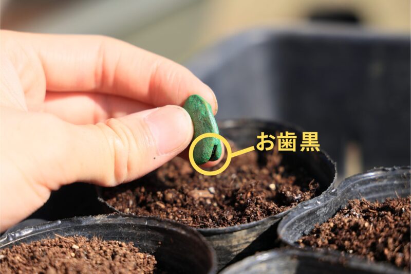 そら豆のお歯黒