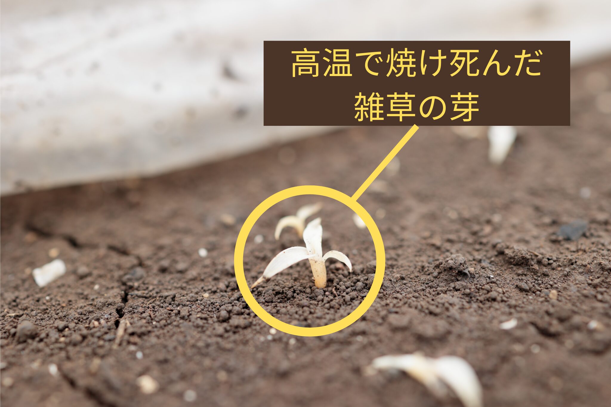 高温で焼け死んだ雑草の芽