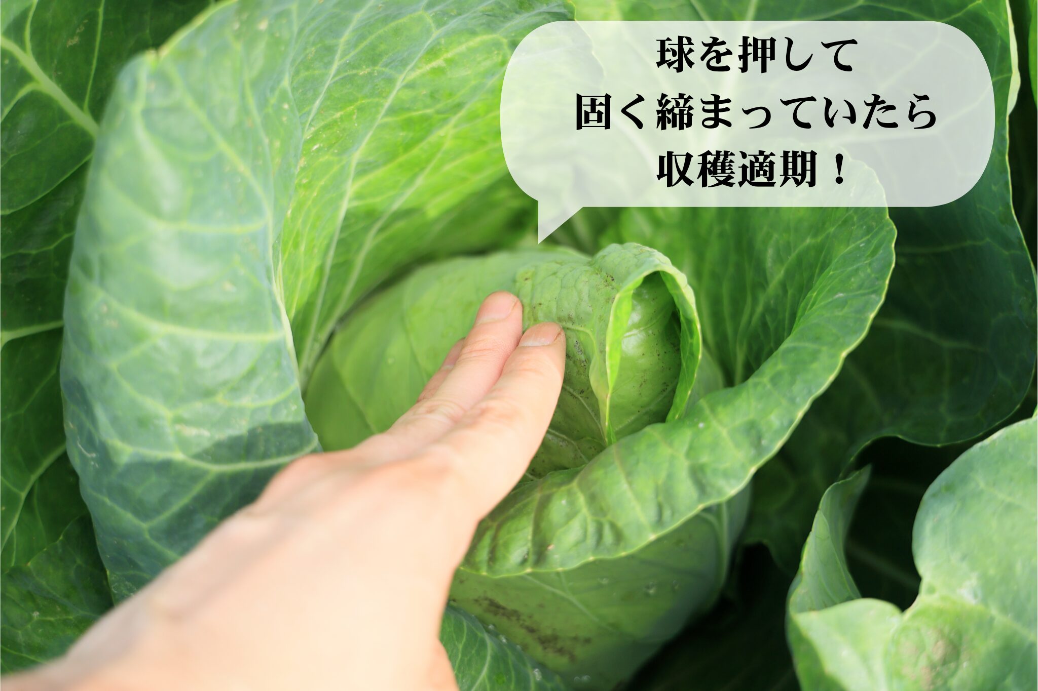 収穫適期のキャベツ