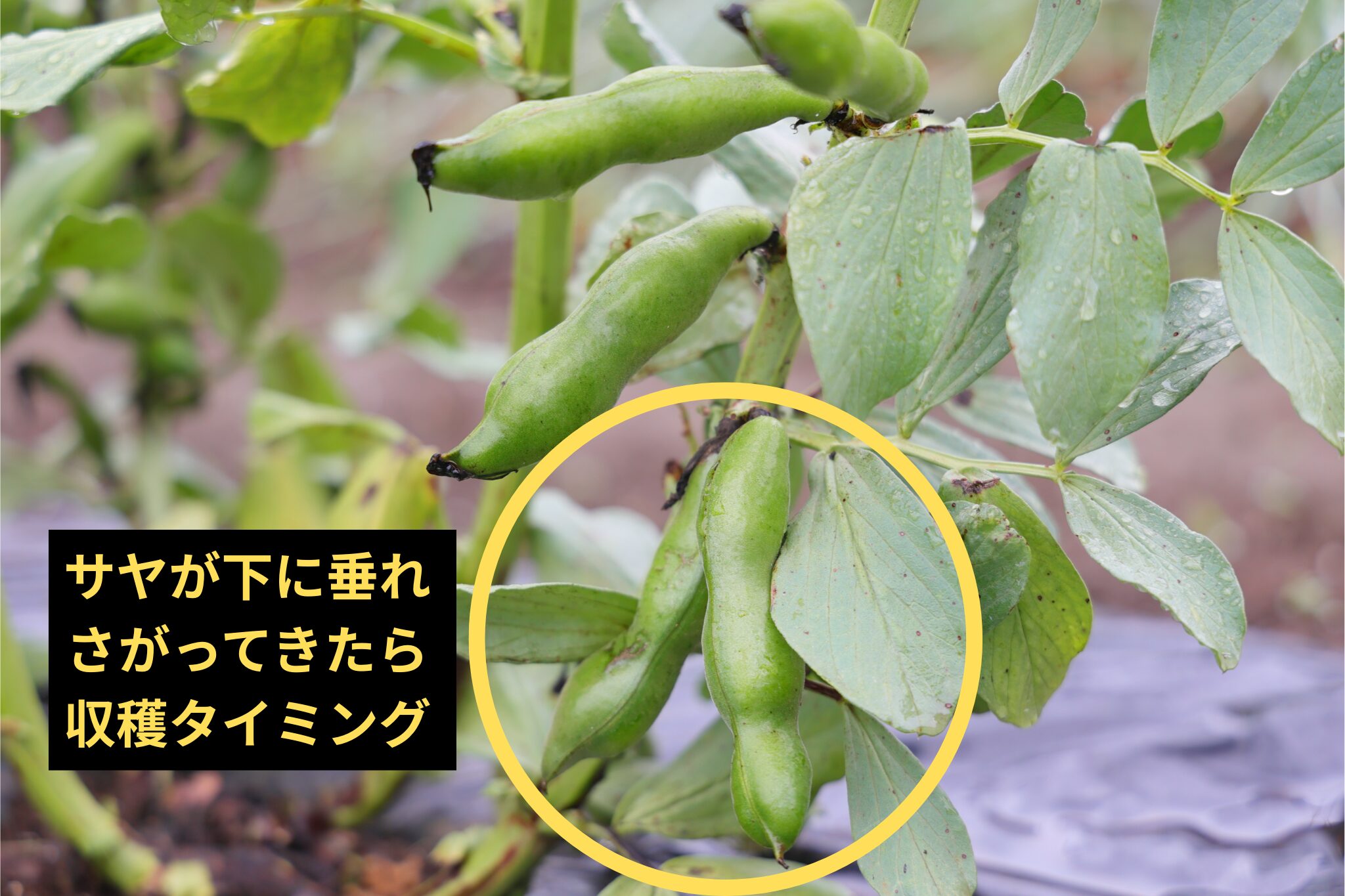 そら豆の収穫適期