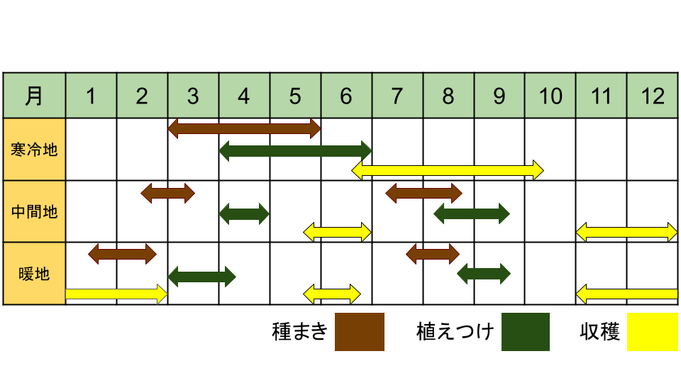 キャベツの栽培カレンダー