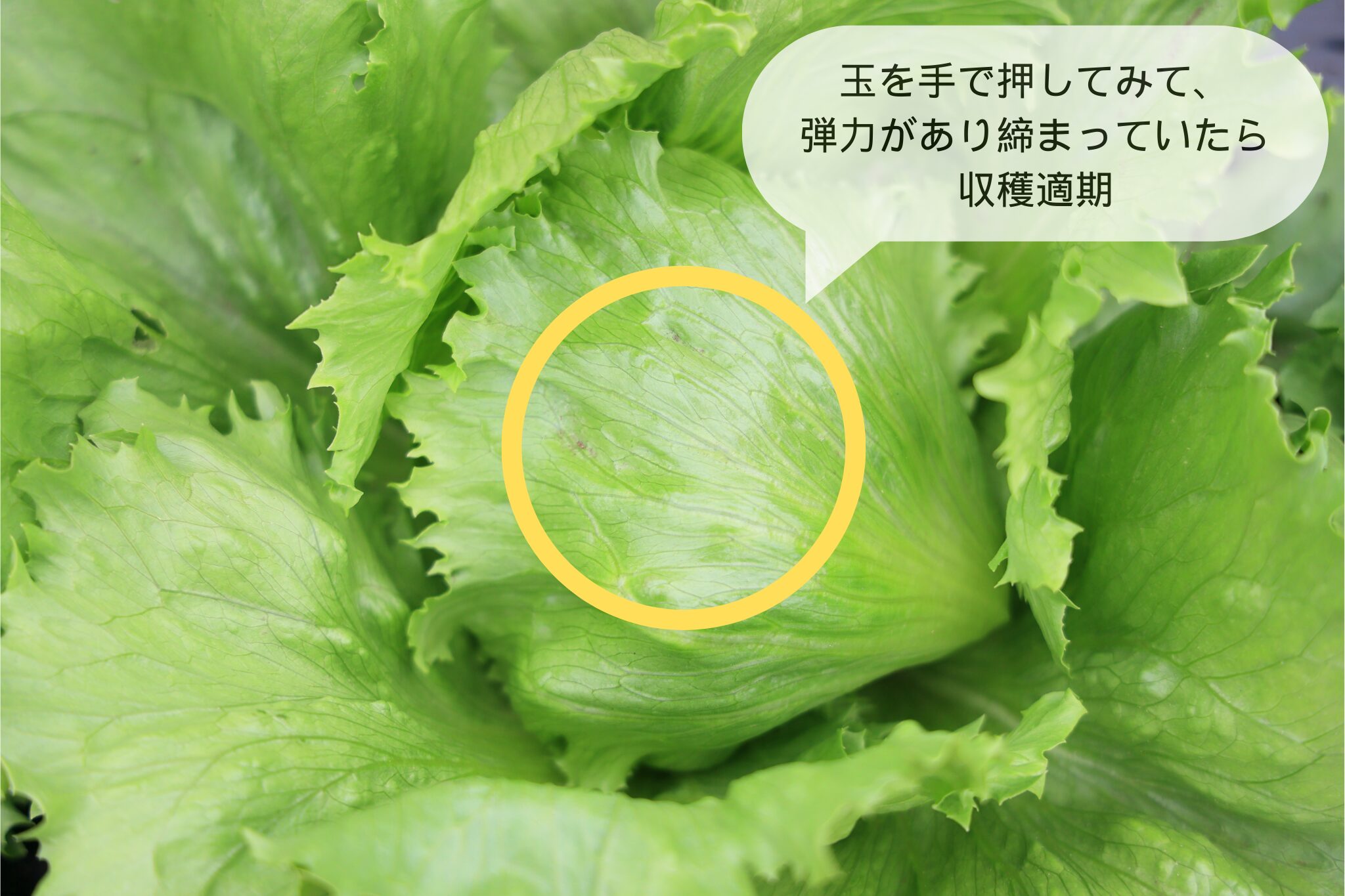 レタスの収穫適期の見分け方