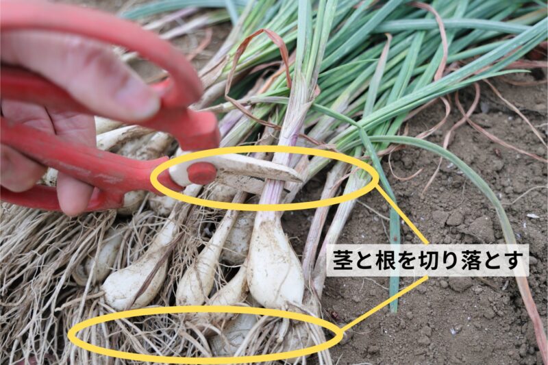 らっきょうの保存方法