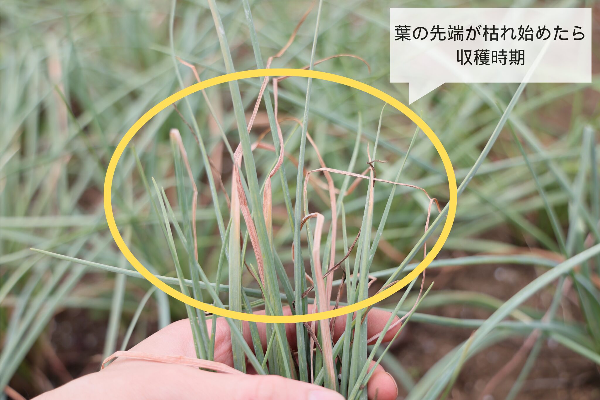 らっきょうの収穫時期の見分け方