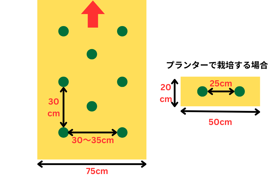 レタスの植え付け間隔