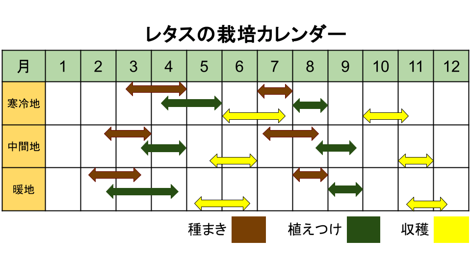 レタスの栽培カレンダー