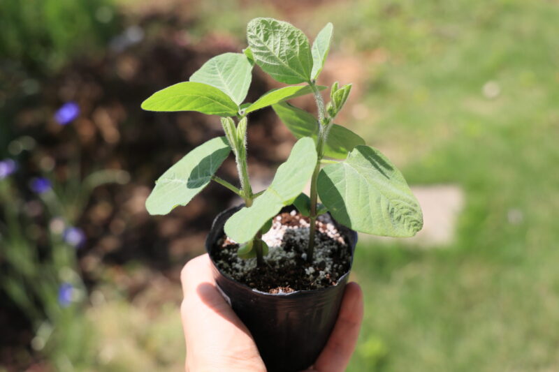 植え付け適期のエダマメ