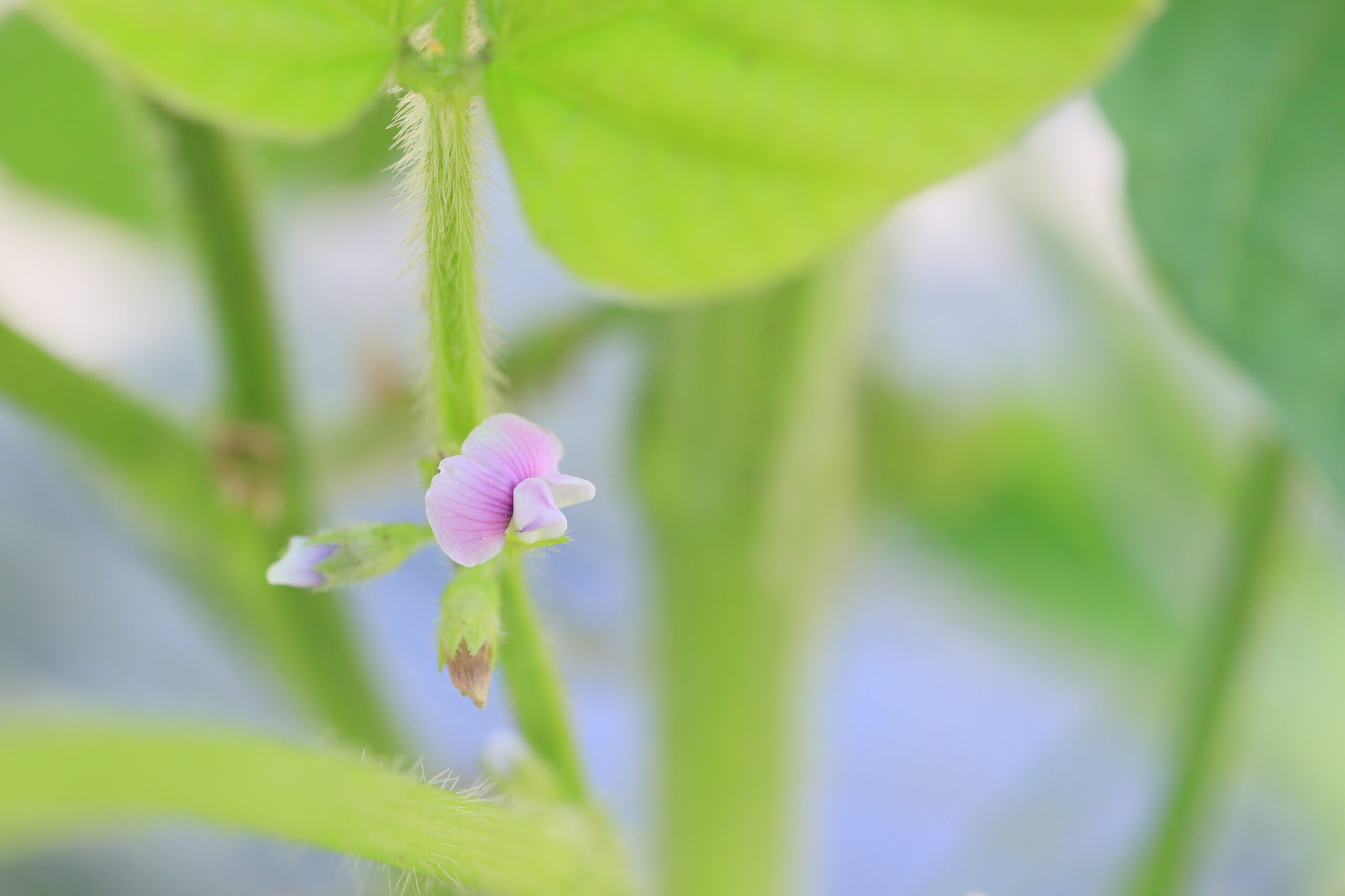 エダマメの花