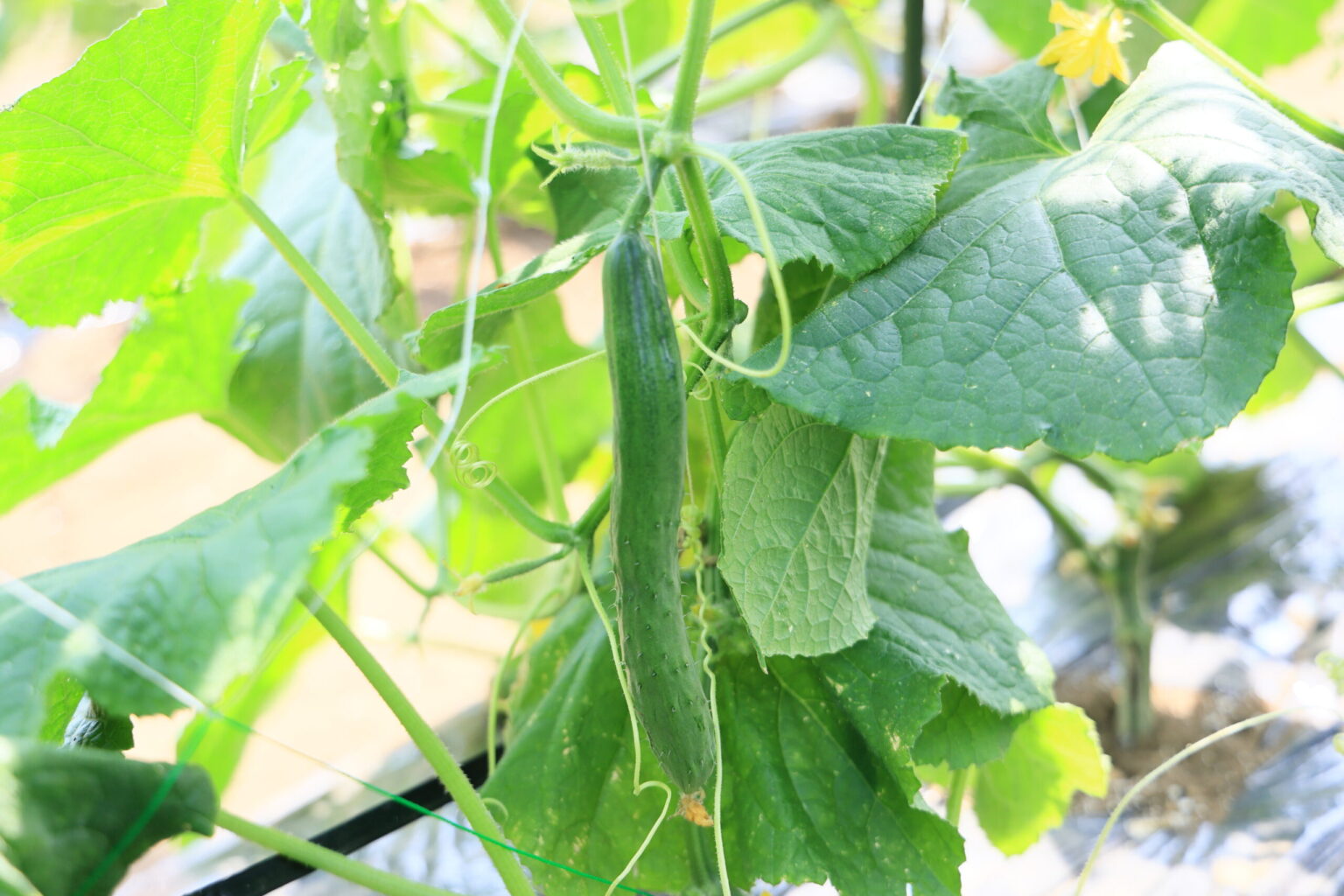 家庭菜園初心者のためのキュウリ栽培完全ガイド | 金太郎の野菜づくり