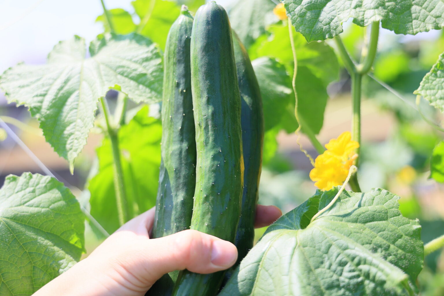 家庭菜園初心者のためのキュウリ栽培完全ガイド | 金太郎の野菜づくり