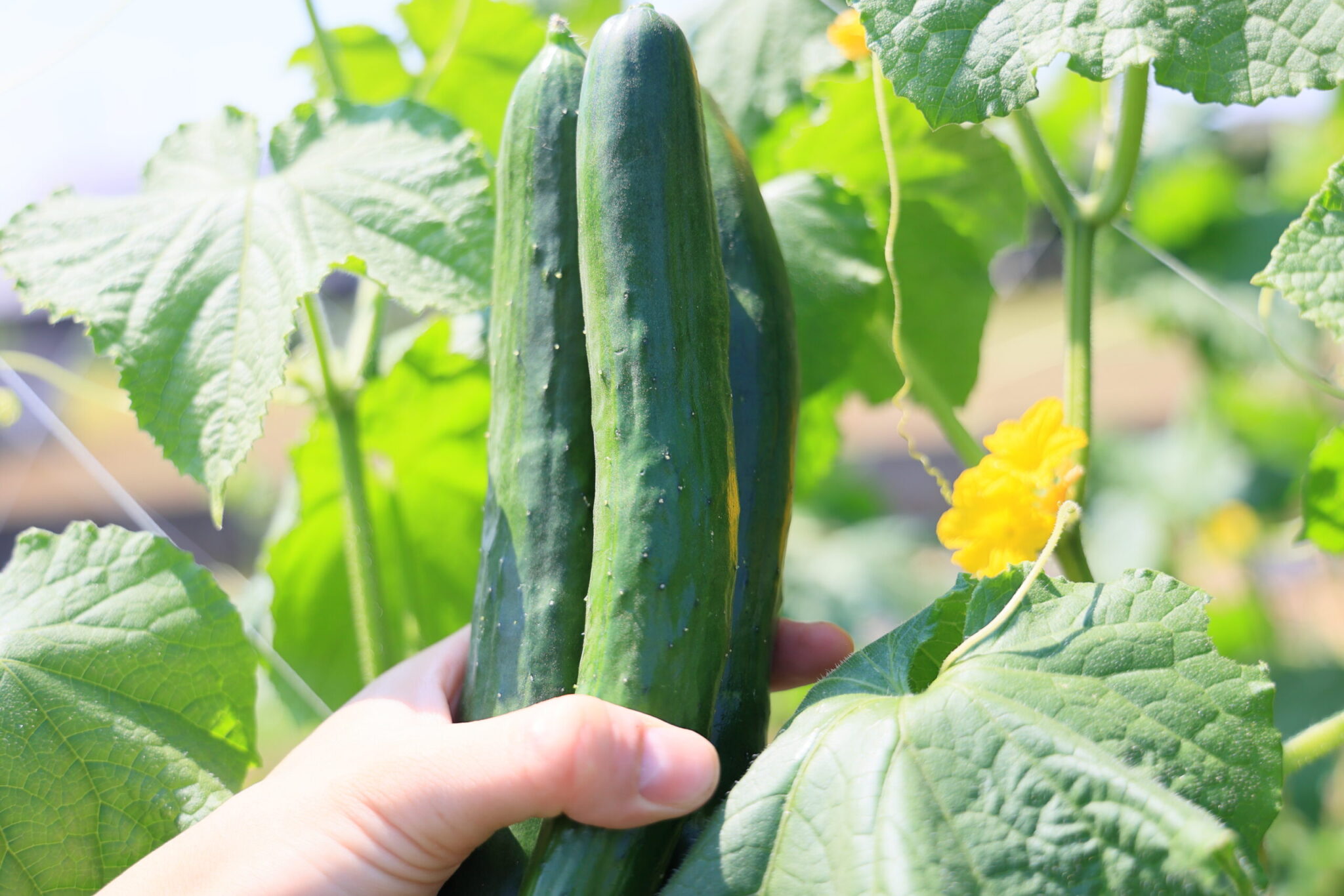 家庭菜園初心者のためのキュウリ栽培完全ガイド | 金太郎の野菜づくり