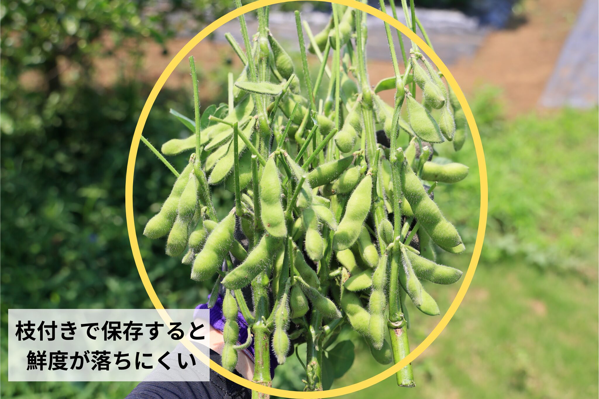 枝付きエダマメ