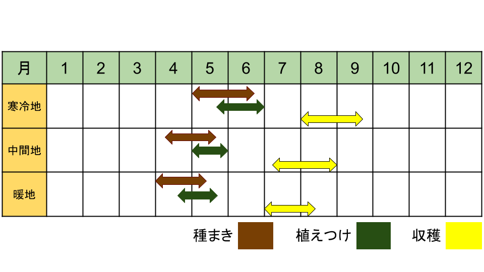 エダマメの栽培カレンダー