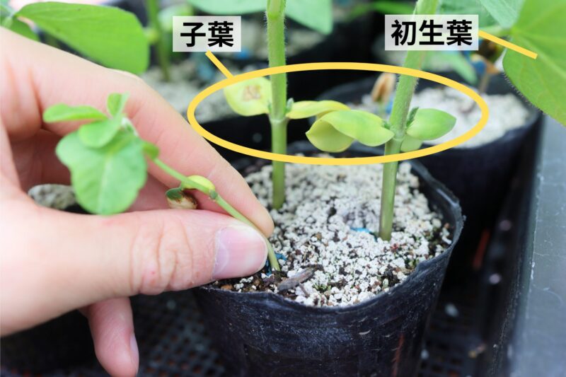 エダマメの間引き