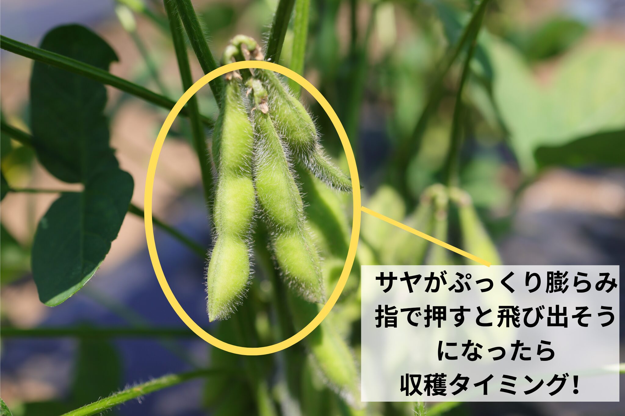 収穫適期のエダマメ