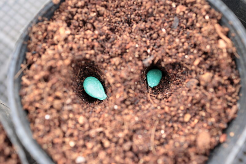 ポリポットに１～２粒ずつ種を蒔く